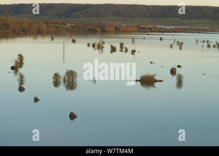 Blick nach Osten von Burrowbridge überflutete Weißdorn (Rosa moschata) Bäume im Januar 2014 Überschwemmungen, Somerset, England, UK, 11. Januar 2014. Stockfoto