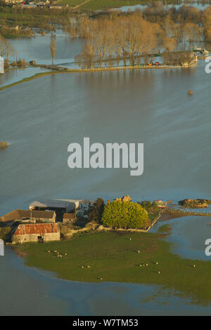 Isolierte Bauernhof mit schafbeweidung im Januar Hochwasser 2014, in der Nähe von Langport, Somerset, England, UK, 9. Januar 2014. Stockfoto