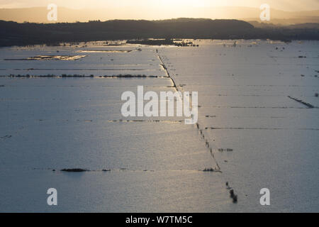 Landwirtschaftliche Flächen auf der Somerset Levels im Januar 2014 Überschwemmungen, mit pollarded Weiden und Pappeln, West Sedgemoor RSPB Reservat, England, UK, 9. Januar 2014. Stockfoto