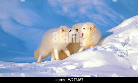 Wunderschönes Paar Polarfüchse, zusammen auf arktischem Schnee, während der Paarungszeit. Stockfoto