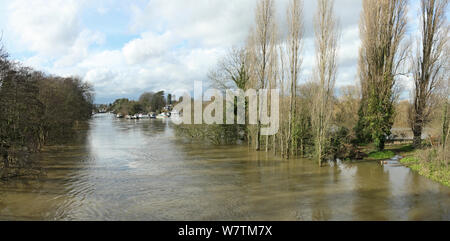 Themse in der Flut mit Hausboote, von Walton Brücke, Weybridge, Surrey, England, UK, 10. Februar 2014 gesehen. Stockfoto