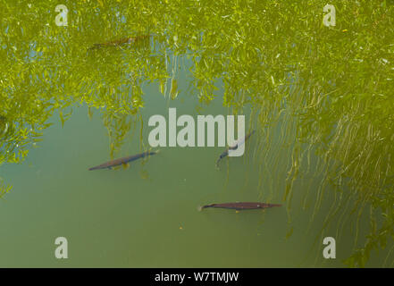 Spotted gar (Lepisosteus oculatus), Everglades National Park, Florida, USA, März. Stockfoto