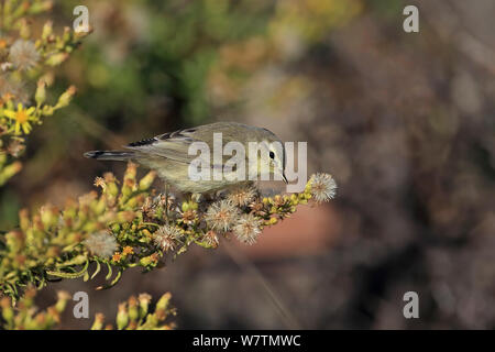 Fitis (Phylloscopus trochilus) Portugal, Oktober. Stockfoto