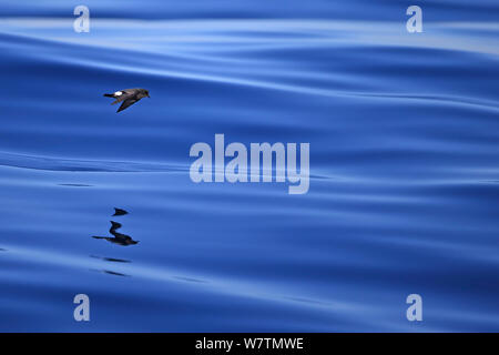 Europäische Sturmschwalbe (Hydrobates Pelagicus) im Flug über das Meer, Portugal, Oktober. Stockfoto