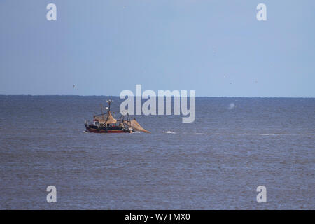 Buckelwale (Megaptera novaeangliae) bleibt hinter dem Boot, Norfolk, Großbritannien, Oktober 2013 Stockfoto