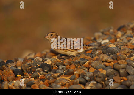 Lappland Bunting (Calcarius lapponicus) Salthouse, Norfolk, UK, November. Stockfoto