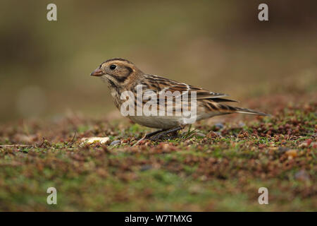 Lappland Bunting (Calcarius lapponicus) Salthouse, Norfolk, UK, November. Stockfoto