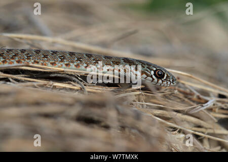 Großen Kaspischen Peitsche Schlange (Dolichophis caspius) Bulgarien, September. Stockfoto