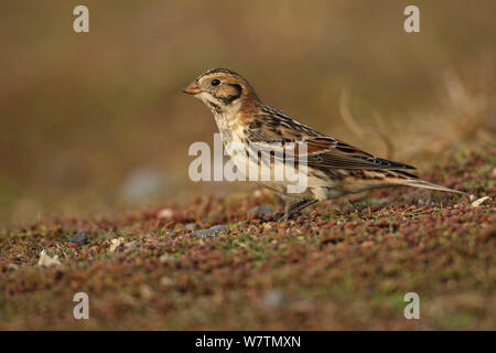 Lappland Bunting (Calcarius lapponicus) Salthouse, Norfolk, UK, November. Stockfoto