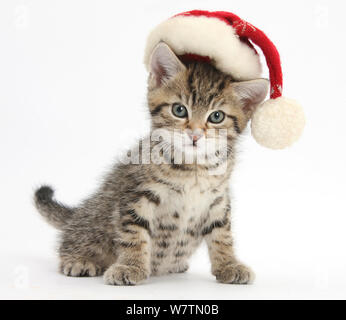 Cute tabby Kitten, Fosset, 7 Wochen Tragen eines Weihnachtsmann Mütze, vor weißem Hintergrund Stockfoto