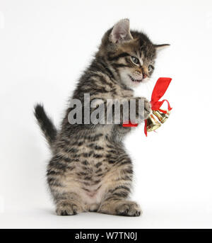Cute tabby Kitten, Fosset, 7 Wochen, spielen mit Weihnachten Glocken auf ein rotes Band, vor weißem Hintergrund Stockfoto