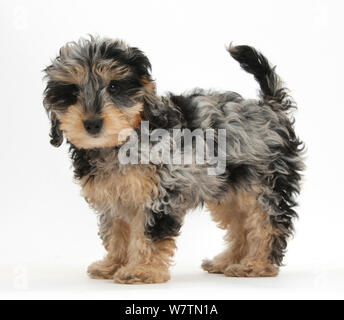 Cute tricolor merle Daxie - doodle Welpe, Dougal, stehen, gegen die weißen Hintergrund Stockfoto