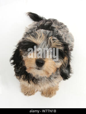 Cute tricolor merle Daxie - doodle Welpe, Dougal, sitzen sah, gegen die weißen Hintergrund Stockfoto