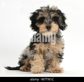 Cute tricolor merle Daxie - doodle Welpe, Dougal, sitzend, vor weißem Hintergrund Stockfoto