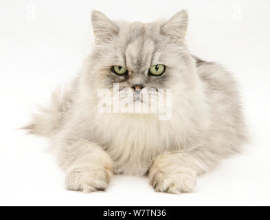 Silber Tabby chinchilla Perser Kater, der Kosmos, vor weißem Hintergrund Stockfoto