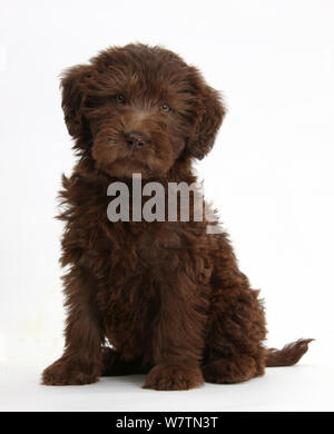 Schokolade Labradoodle Welpen, 9 Wochen, Sitzen, vor weißem Hintergrund Stockfoto