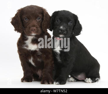 Schwarz und Chocolate Cocker Spaniel Welpen, vor weißem Hintergrund Stockfoto