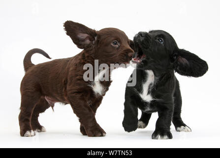 Schwarz und Chocolate Cocker Spaniel Welpen spielen - kämpfen, gegen die weißen Hintergrund Stockfoto