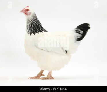 Licht Sussex bantam Henne, vor weißem Hintergrund Stockfoto