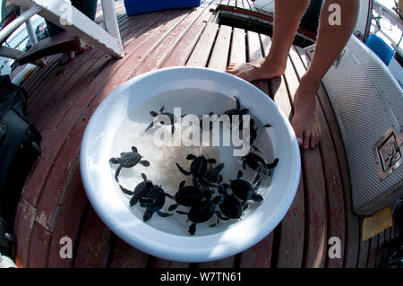 Suppenschildkröte (Chelonia mydas) Jungtiere in der Schüssel vor auf See von Karan Insel freigelassen zu werden, Saudi-Arabien, den Arabischen Golf. Stockfoto