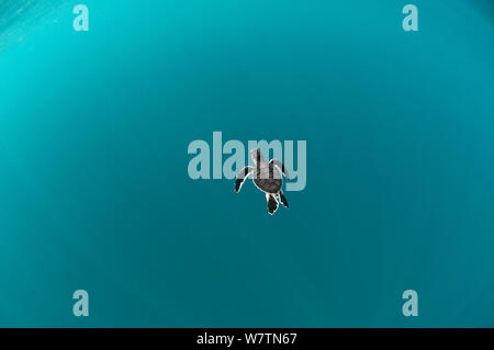 Suppenschildkröte (Chelonia mydas) Hatchling" schwimmen, um tiefe Wasser von Karan Insel, Saudi-Arabien, den Arabischen Golf. Stockfoto