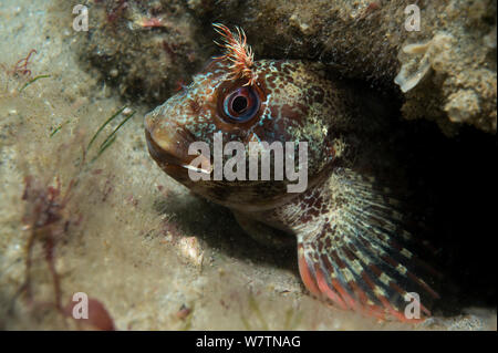 (Parablennius gattorugine Tompot Blenny) auf das Wrack der HMS Invincible. Östlichen Solent Kanal, England, UK, August 2013. Stockfoto