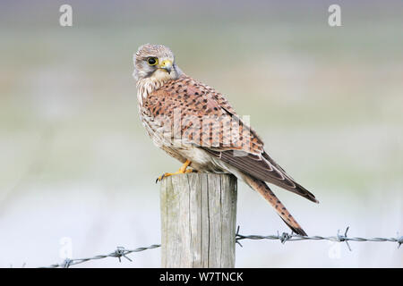 Turmfalke (Falco tinnunculus) juvenile männlichen auf Zaunpfosten, Ibsley in der Nähe von Ringwood, Hampshire, England, Großbritannien, Februar. Stockfoto