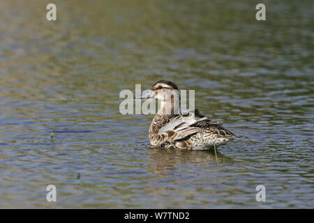 Krickente (Anas querquerdula) männlichen Erwachsenen in Eclipse Gefieder Baden im Pool in der Nähe von Tiszaalpar, Ungarn, Juni. Stockfoto