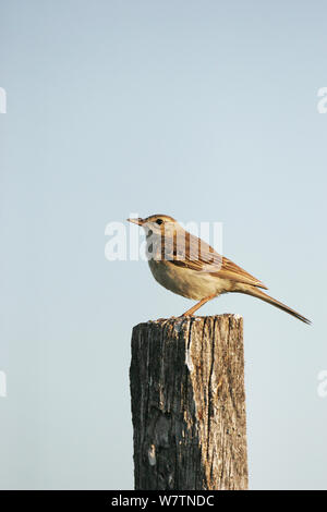 Brachpieper (anthus Campestris) auf zaunpfosten in der Nähe von Tiszaalpar, Ungarn, Juni thront. Stockfoto