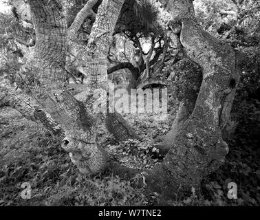 Schwarz-weiß Foto von Küsten Live Oak (Quercus agrifolia) Bäume in Los Osos Eiche finden, Kalifornien, USA. Stockfoto