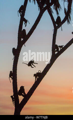 Olive baboon (Papio hamadryas Anubis) in eine Palme im Sonnenuntergang, Samburu Game Reserve, Kenia, November Stockfoto