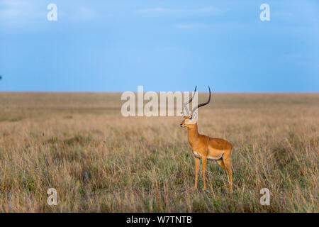 Impala (Aepyceros melampus) männlich, Masai-Mara Game Reserve, Kenia, Oktober Stockfoto