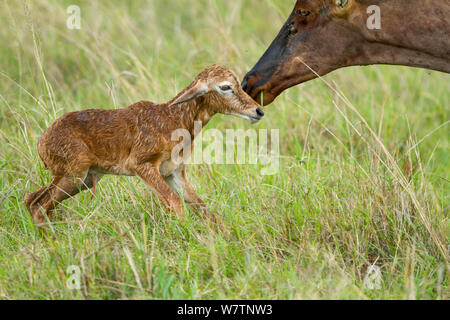 Topi (Damaliscus korrigum) Mutter und gleich nach der Geburt, Masai-Mara Game Reserve, Kenia, Oktober Neugeborene Stockfoto