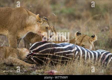 Löwin (Panthera leo) Fütterung auf Zebra, Masai-Mara Game Reserve, Kenia, Oktober Stockfoto