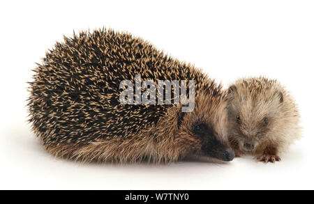 Igel (Erinaceus europaeus) Erwachsenen und Baby, gegen den weißen Hintergrund. Stockfoto