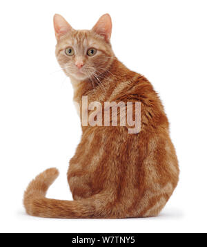 Ginger tabby Katze, Ansicht von hinten sitzen, gegen den weißen Hintergrund. Stockfoto