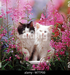 Odd-eyed Weiß und Schwarz bicolor Persisch-cross Kitten, unter Rosebay Weidenröschen. Stockfoto