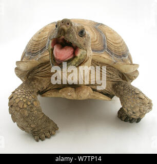 Afrikanische Riesenschildkröte (Testudo Sulcata) mit Mund agape, vor weißem Hintergrund Stockfoto