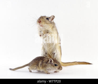 Agouti Mongolische Wüstenrennmaus (Meriones unguiculatus) Mutter mit Baby, vor weißem Hintergrund Stockfoto