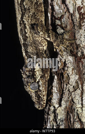 Neue Caledonian holprigen Gecko (Rhacodactylus auriculatus) Neukaledonien, endemisch. Stockfoto