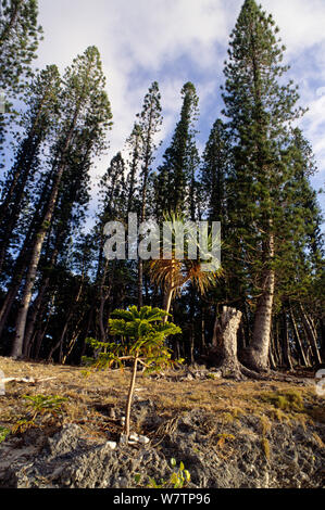 Cook Kiefern (Araucaria columnaris) mit Stroh screwpine (Pandanus tectorius) Pine Island, Neukaledonien. Stockfoto