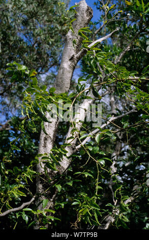 Niaouli (Melaleuca quinquenervia) Bäumen, Neukaledonien. Stockfoto