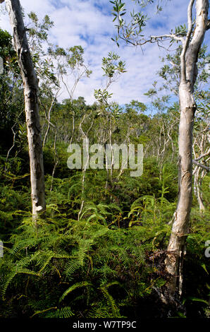 Niaouli (Melaleuca quinquenervia) Bäumen, Neukaledonien. Stockfoto