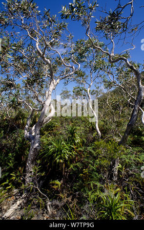 Niaouli (Melaleuca quinquenervia) Bäumen, Neukaledonien. Stockfoto