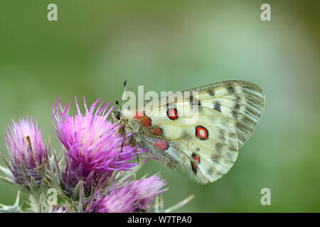 Berg Apollofalter (clossiana Apollo) auf Thistle Blume, Nationalpark der Pyrenäen, Hautes Pyrenees, Frankreich, Juni, gefährdete Arten. Stockfoto