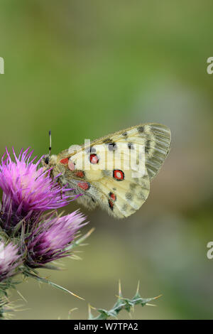 Berg Apollofalter (clossiana Apollo) auf Thistle Blume, Nationalpark der Pyrenäen, Hautes Pyrenees, Frankreich, Juni, gefährdete Arten. Stockfoto