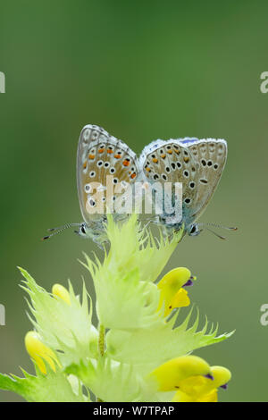 Zwei gemeinsame blaue Schmetterlinge (Polyommatus icarus) auf Blume, in der Nähe der Viscos, Nationalpark der Pyrenäen, Frankreich, Juli. Stockfoto