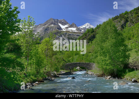 Fluss Gave de Gavarnie mit Cirque de Gavarnie in der Ferne, der Nationalpark der Pyrenäen, Frankreich, Juni 2013. Stockfoto