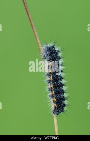 Weißes Hermelin Motte (Spilosoma lubricipeda) Caterpillar auf Schaft, in der Nähe der Grust, Nationalpark der Pyrenäen, Frankreich, Juli. Stockfoto