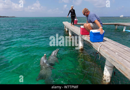 Zwei Flasche - gerochen Delphine (Tursiops truncatus), bei der man am Jetty, Marine Institute, Bay Islands, Honduras, Karibik, Februar 2008. Stockfoto